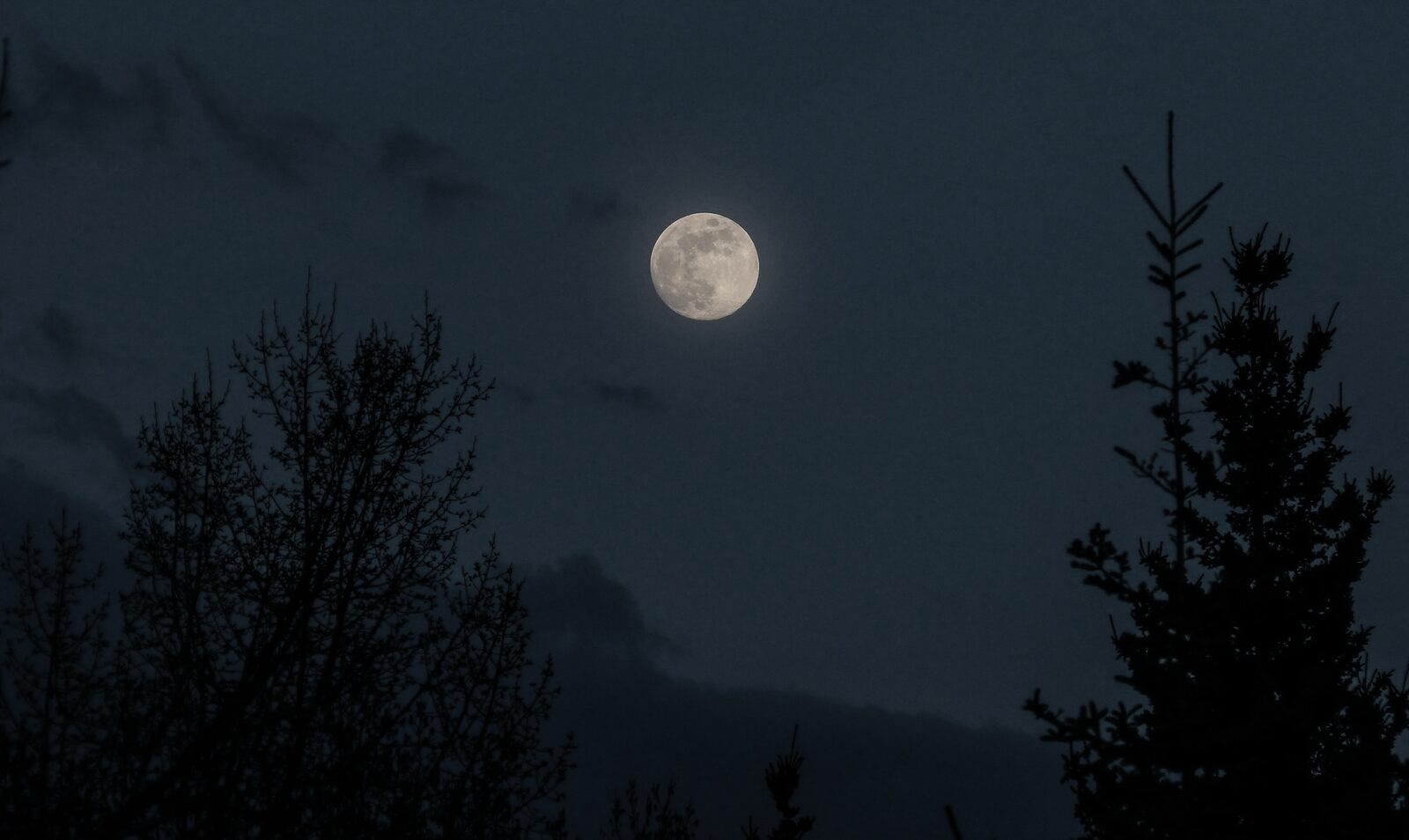 A full moon high in a deep blue night sky, framed by the black silhouettes of a bare-branched tree and a spruce
